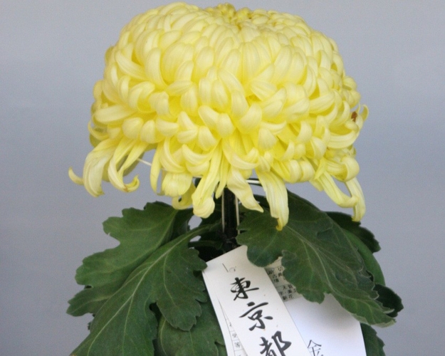 福助作り
