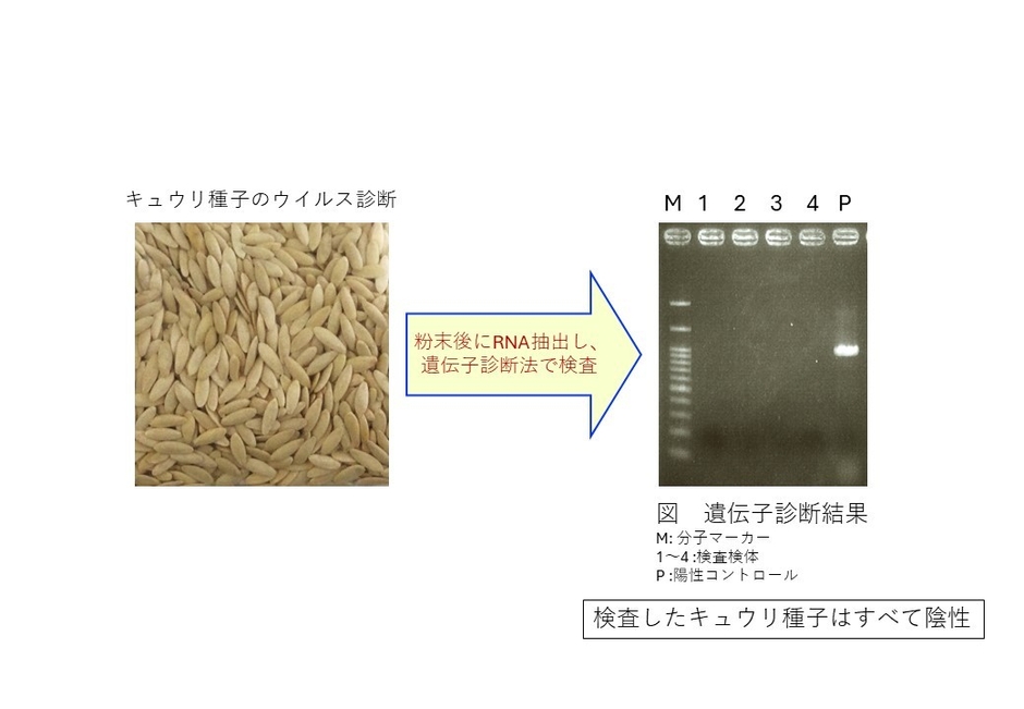 キュウリ種子のウイルス診断と結果