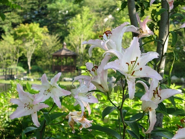 夏 ユリ・マルコポーロ