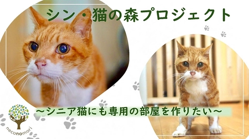 シニア保護猫の専用部屋を作るためのクラウドファンディングに 7月31日まで挑戦！～目標は建物建築にかかる費用6,000万円～