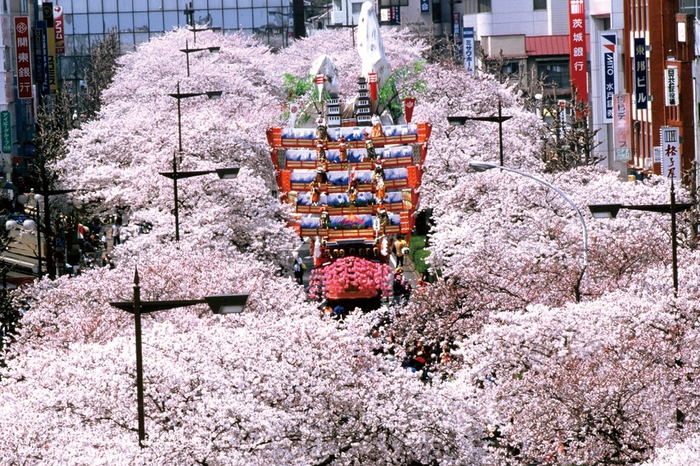 平和通りの桜と日立風流物