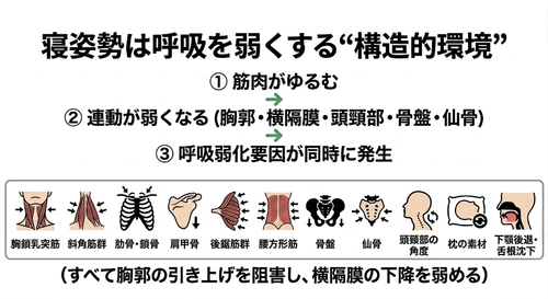 眠りづらさの正体──世界で初めて、寝姿勢が呼吸を弱くする"構造的理由"を体系的に解析した研究　シリーズ第14回（呼吸構造の圧迫と呼吸弱化の因果線）