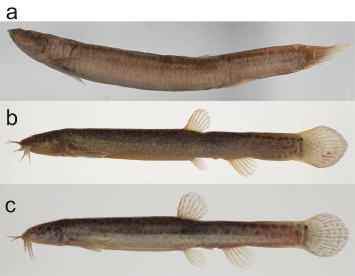 絶滅したと考えられていた「ジンダイドジョウ」、環境DNAから現存の可能性　―「ドジョウType I」と同じ系統であることを遺伝学的に支持―