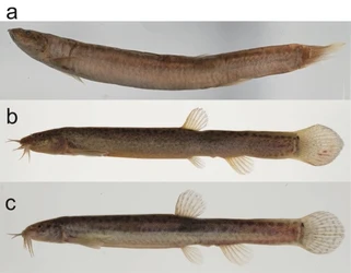 絶滅したと考えられていた「ジンダイドジョウ」、環境DNAから現存の可能性　―「ドジョウType I」と同じ系統であることを遺伝学的に支持―