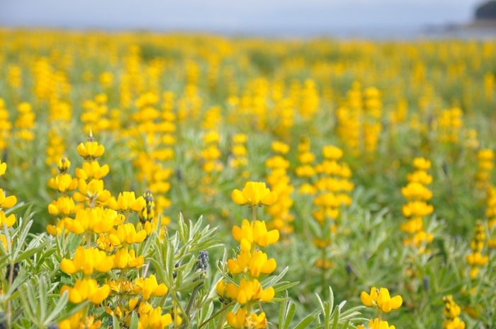 ※町花:ルーピン(和名ノボリフジ)イメージ画像