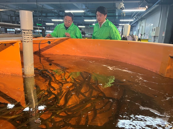 35㌧水槽で養殖されているニホンウナギ