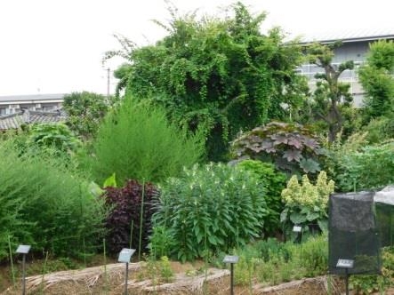 近畿大学薬学部薬用植物園