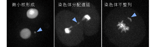 ライブセルイメージング技術により検出した受精卵での染色体分配異常の例