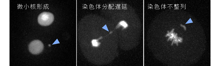 ライブセルイメージング技術により検出した受精卵での染色体分配異常の例