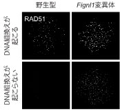 図2 マウス精母細胞において見られるRAD51タンパク質のDNAへの結合。通常の精母細胞（野生型）では、DNA組換え部位へのRAD51タンパク質の結合が点状に観察される（左上）。一方、FIGNL1タンパク質の欠損細胞（Fignl1変異体）では、倍以上のRAD51タンパク質の結合が見られる（右上）。DNA組換えが起こらない場合は通常RAD51タンパク質のDNAへの結合が見られない（左下）が、FIGNL1タンパク質を欠損させるとDNA組換えが起こらなくてもRAD51タンパク質がDNAに結合する（右下）。