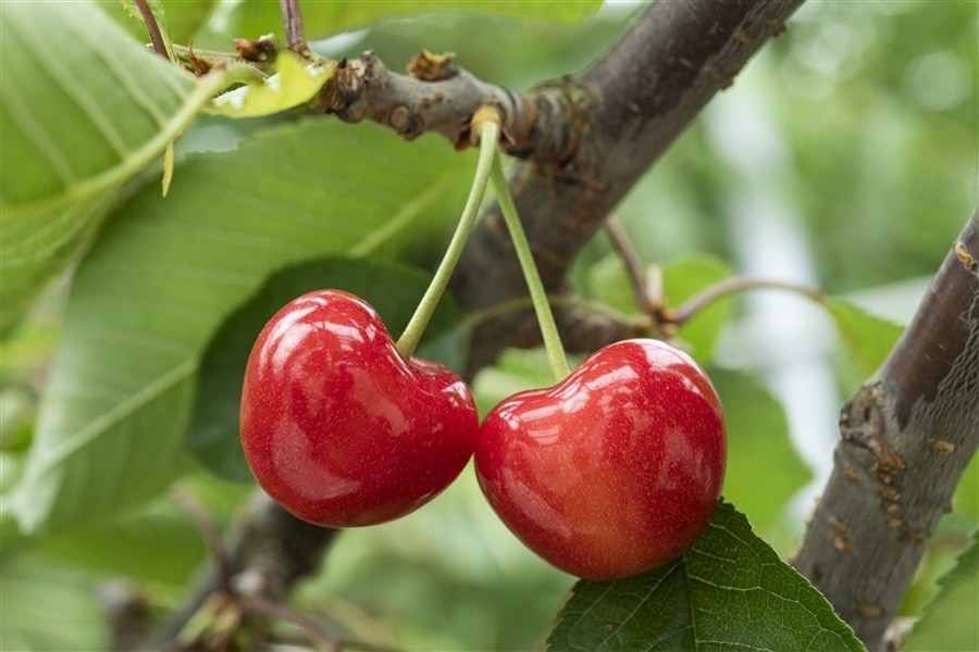 青森県産さくらんぼ「ジュノハート」