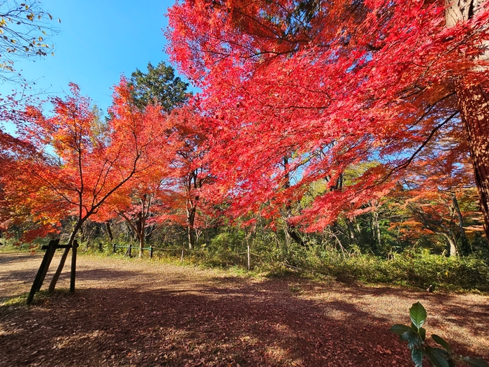 嵐山渓谷　燃えるようなモミジ