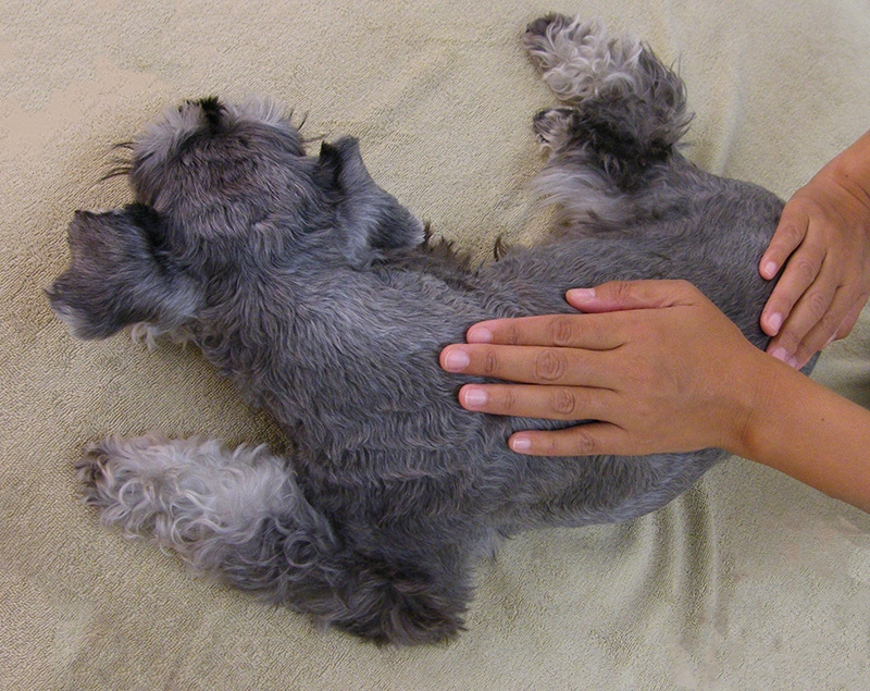 ドッグアロマトリートメント（マッサージ）