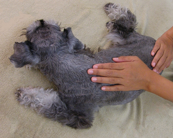 ドッグアロマトリートメント(マッサージ)