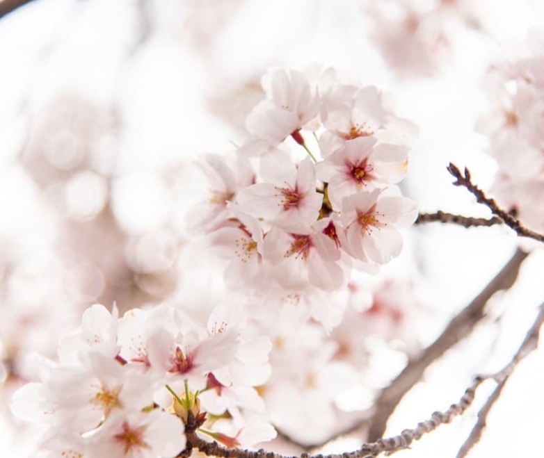 ~桜を救う新たな挑戦~特定外来生物「クビアカツヤカミキリ」対策プロジェクトを始動!