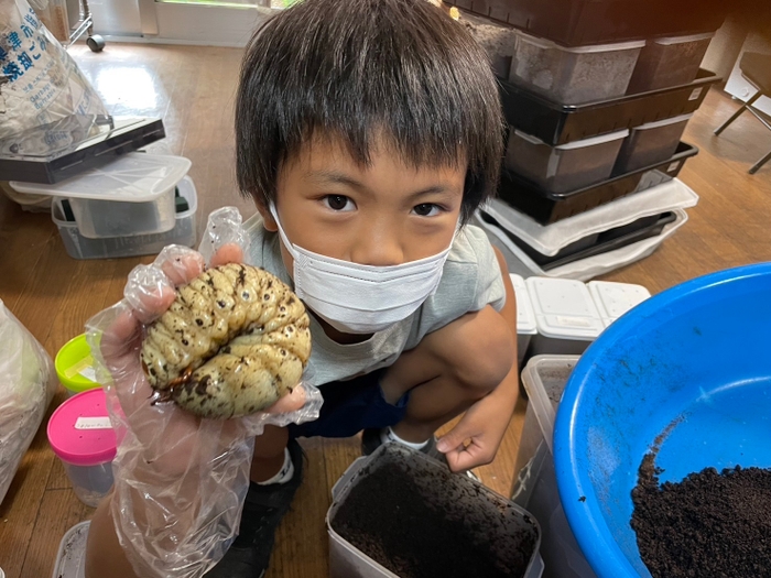 ヘラクレスオオカブトの幼虫　大きい！