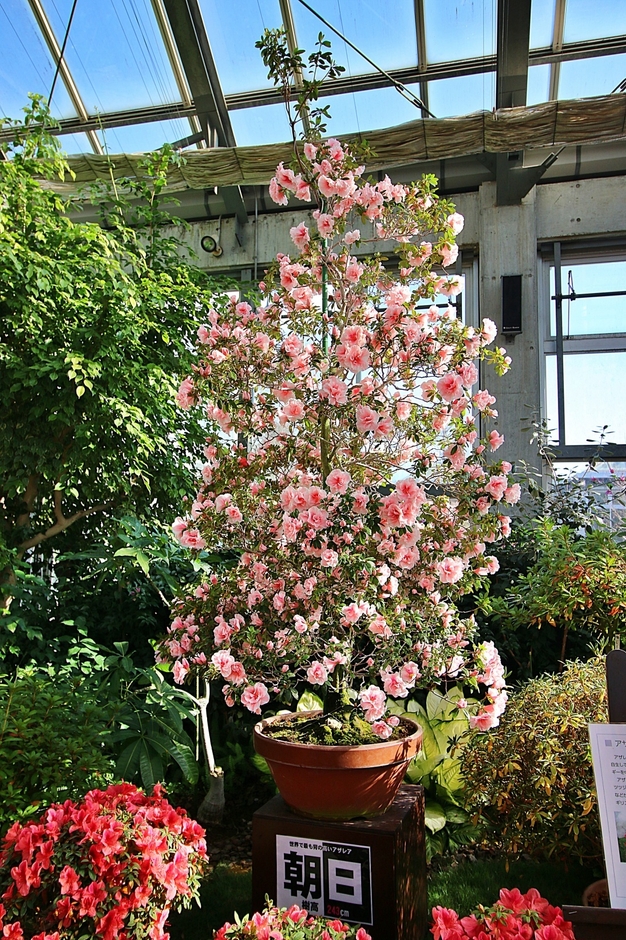 樹高約2.4m「朝日」