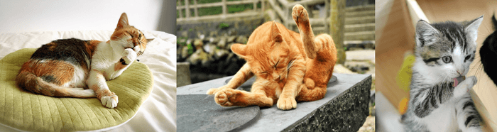 猫ちゃんが使う猫砂だから、毎日カラダを舐めて自然と体内吸収?誤食もあり得る?