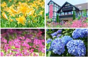 神戸 六甲山花めぐりチケット