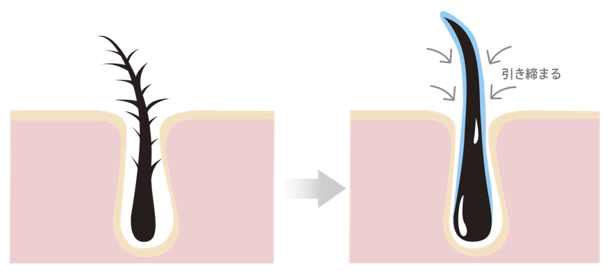 まつ毛のキューティクルを引き締める