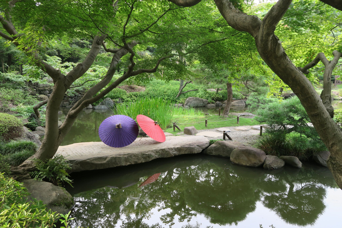 旧古河庭園　日本庭園と和傘