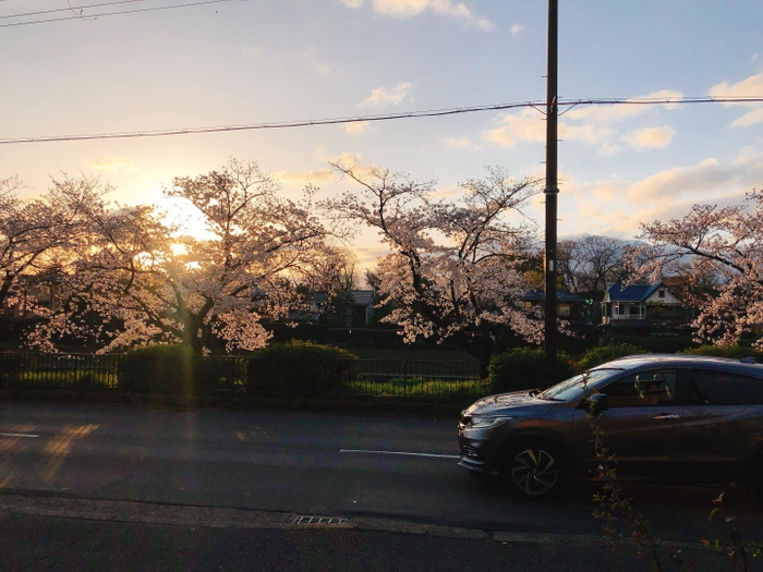 宿の前の桜