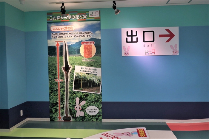 こんにゃく芋の花と背比べができる!パネル前