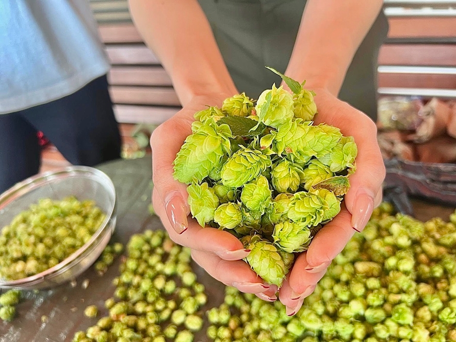 ホップの香りに包まれながら天塩にかけて育てたホップをたくさん収穫
