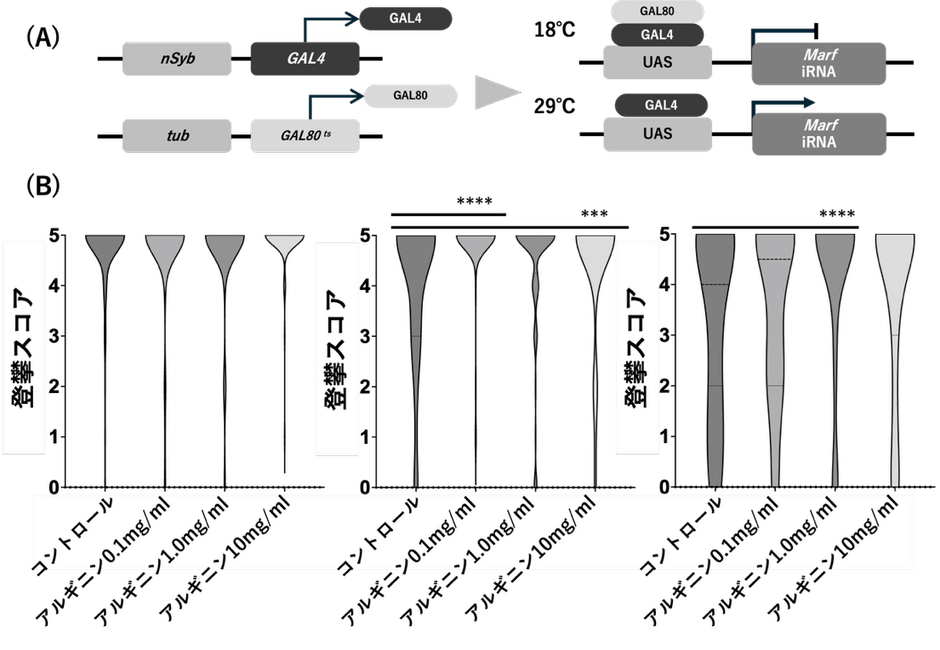 図2 MFN2ノックダウンショウジョウバエにおけるアルギニンの運動機能(A)実験系の模式図。nSyb-GAL4および温度感受性GAL80(GAL80ts)を用いた発現制御系により、成虫期において神経特異的にMFN2相同遺伝子(Marf)をノックダウンした。18℃ではGAL80によりGAL4活性が抑制されるが、29℃へ温度シフトすることでGAL80の抑制が解除され、Marf RNAiの発現が誘導される。 (B)登攀スコアの経時的変化。day3、day11、day17において運動機能(登攀能力)を評価した。day3では有意差を認めなかったが、day11では0.1 mg/mLおよび10 mg/mLのアルギニン投与群で有意な改善を認めた。day17では1 mg/mL群で最も顕著な改善を認めた。データは分布(バイオリンプロット)として示す。＊p＜0.05、＊＊＊p＜0.001、＊＊＊＊p＜0.0001。
