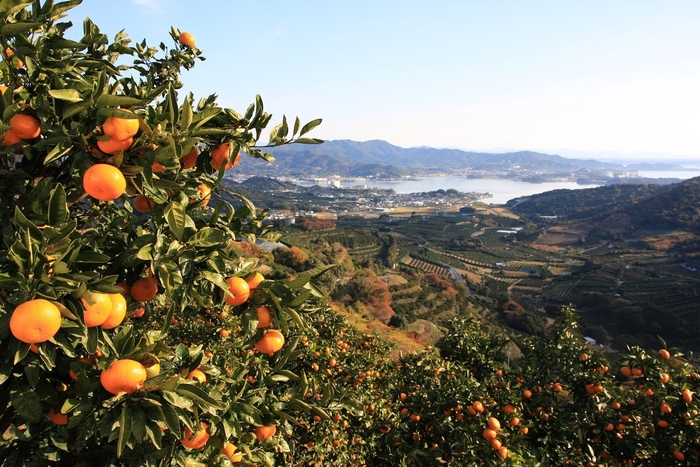 静岡の最西端に位置する三ヶ日町　南向きの斜面にみかん畑が広がる