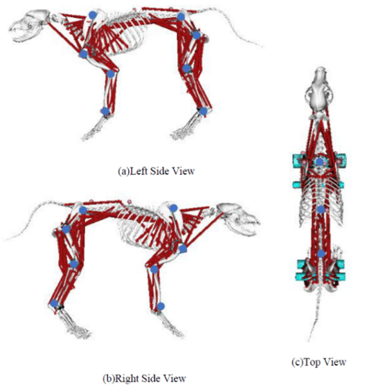 筋骨格モデルによるマーカー位置