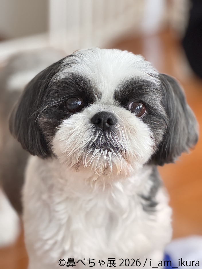 展示作品：i_am_ikura