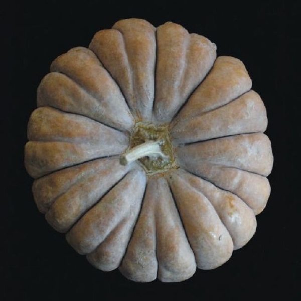 「三毛門南瓜」約450年前、ポルトガルから豊後の国（大分県）を経て福岡県の三毛門地区に伝わったとされる日本最古のかぼちゃ。