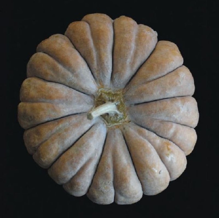 「三毛門南瓜」約450年前、ポルトガルから豊後の国(大分県)を経て福岡県の三毛門地区に伝わったとされる日本最古のかぼちゃ。