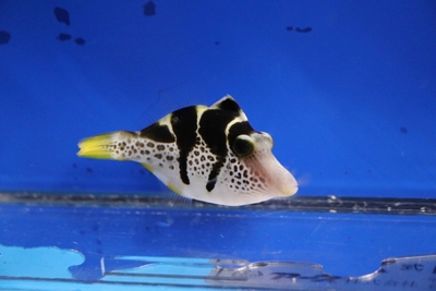 ノコギリハギ（カワハギ科）