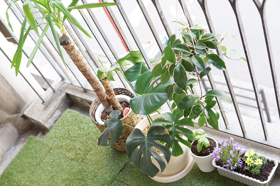 大葉やミニトマトなどの家庭菜園や観葉植物を育て、食や成長を楽しめる体験を提供しています。