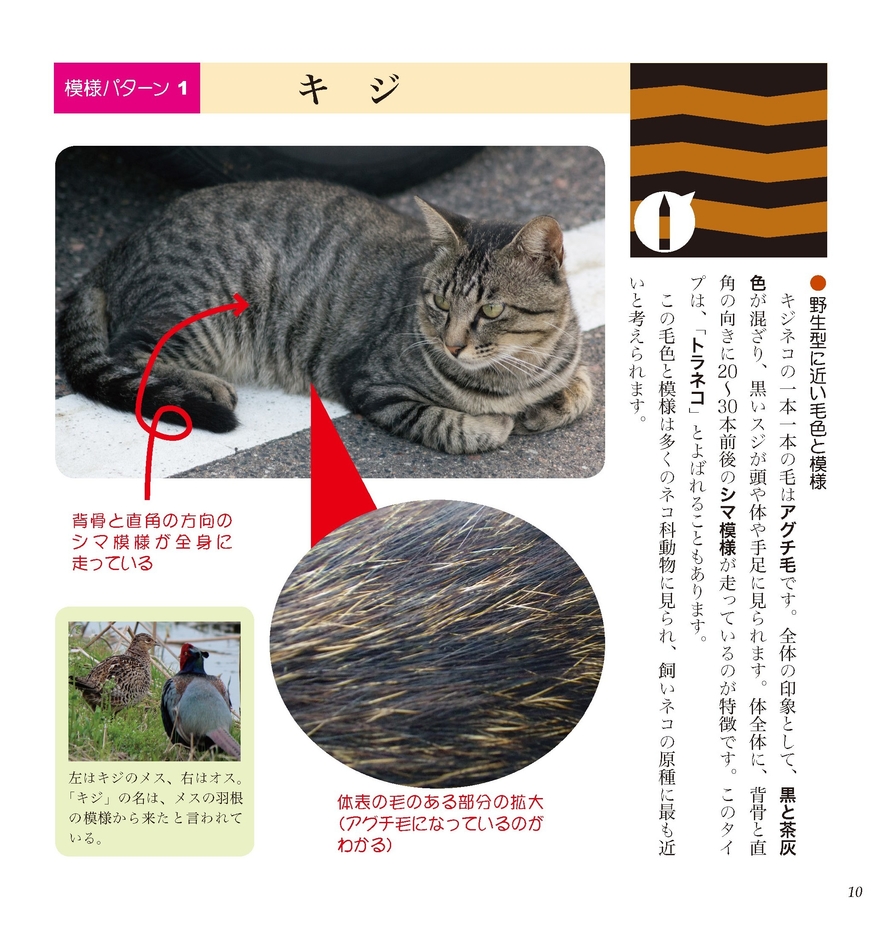 模様についてていねいに解説