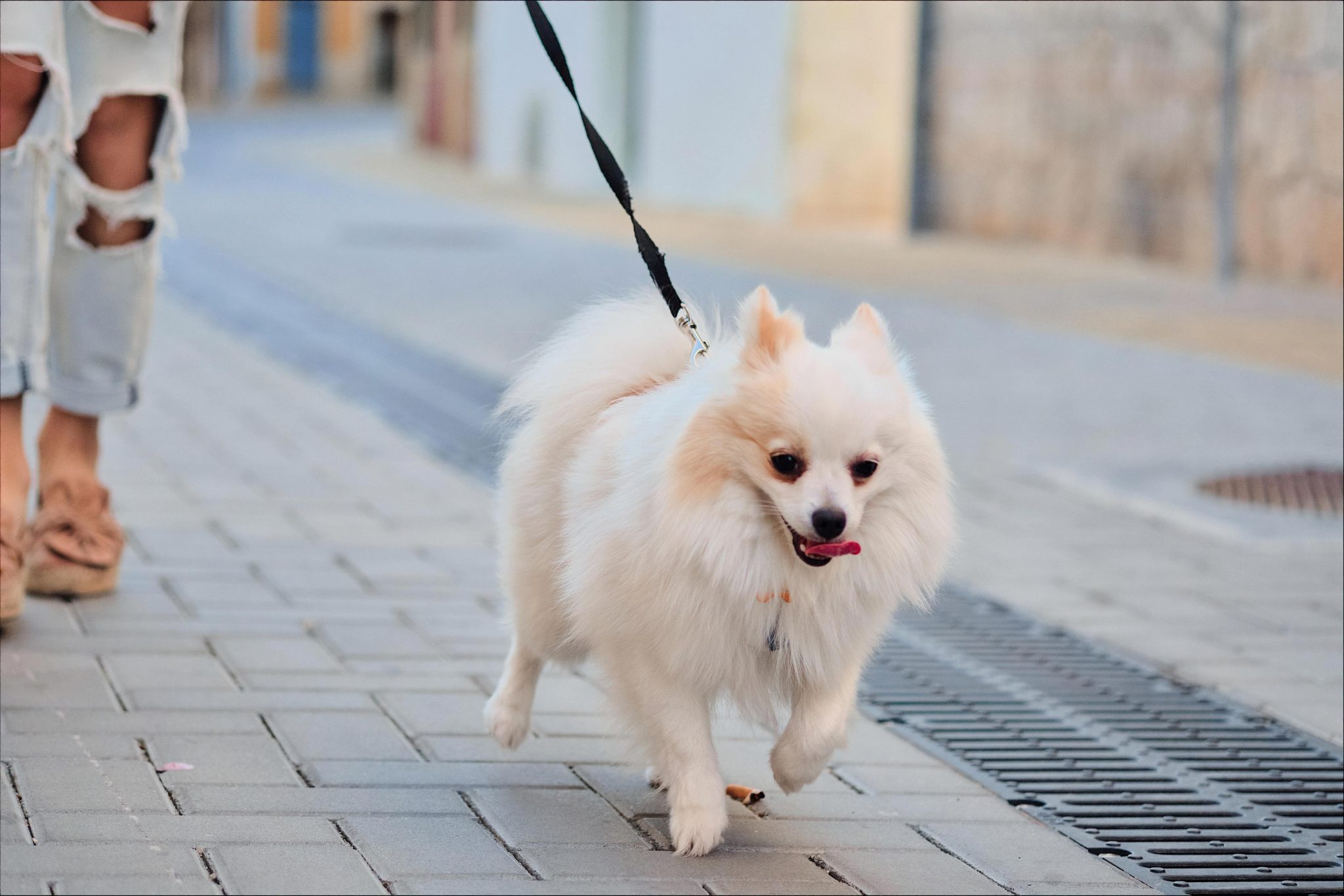 犬種別 ポメラニアンのお散歩時間や回数 注意点を解説 Newscast