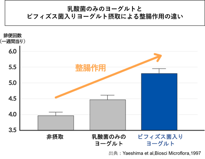 乳酸菌のみヨーグルトとビフィズス菌入りヨーグルトの整腸作用の違い