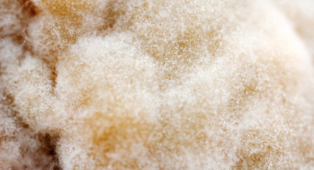 Mucormycosisの市場規模は2027年までに5億9730万米ドルに達する見込み