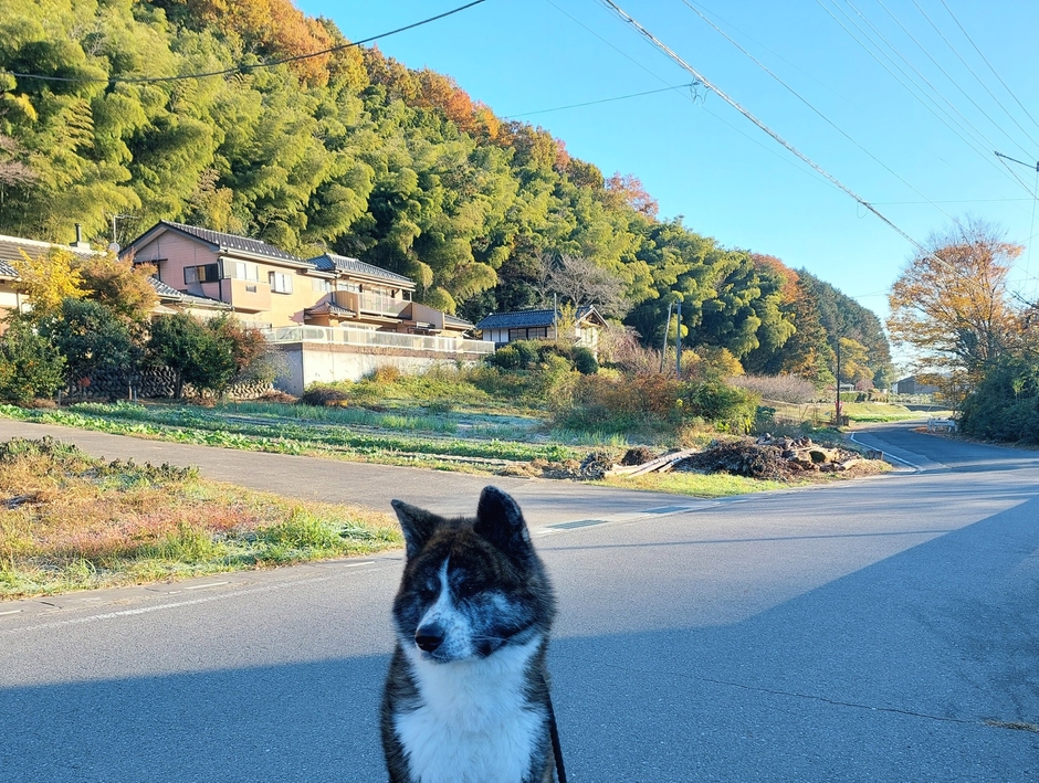 秋田犬「こはく」とコミュニティカフェ「はこや」