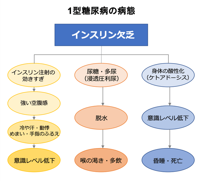 1型糖尿病の病態