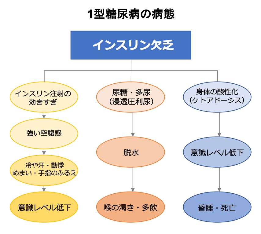 1型糖尿病の病態