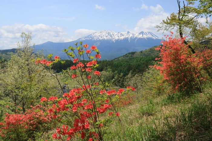 開田高原の春