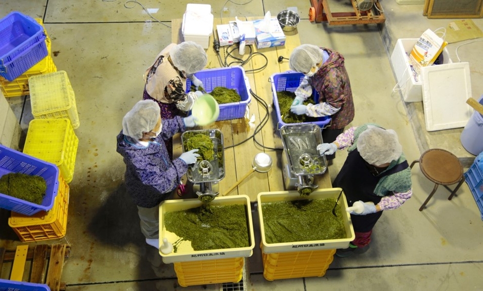 紀州アカモクの加工の様子