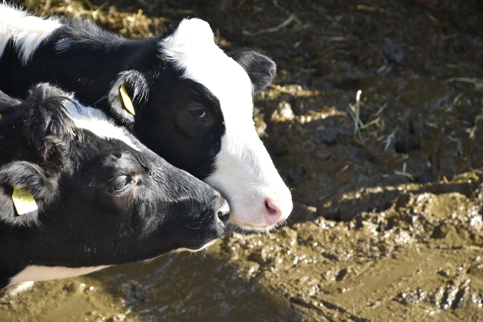 おとなしくて人懐こい