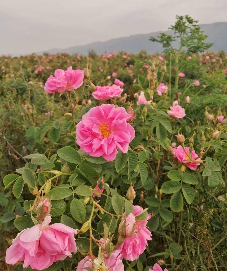 ブルガリアバラの谷 ダマスクローズ