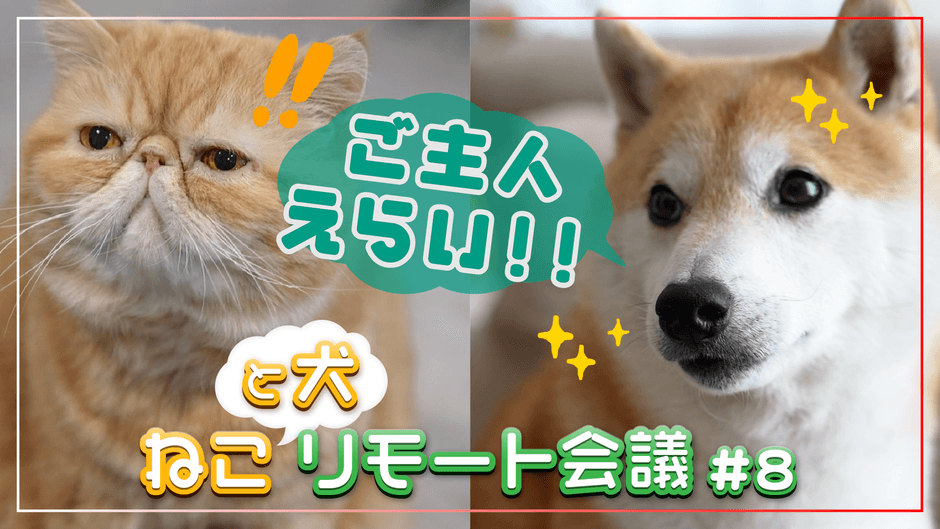 【気軽に社会貢献!?】ねこリモート会議♯8「『シャレン!で献血』ってなに?」篇