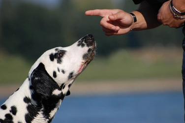 【犬のしつけ】飼い主が覚えておきたい基本コマンドについて！