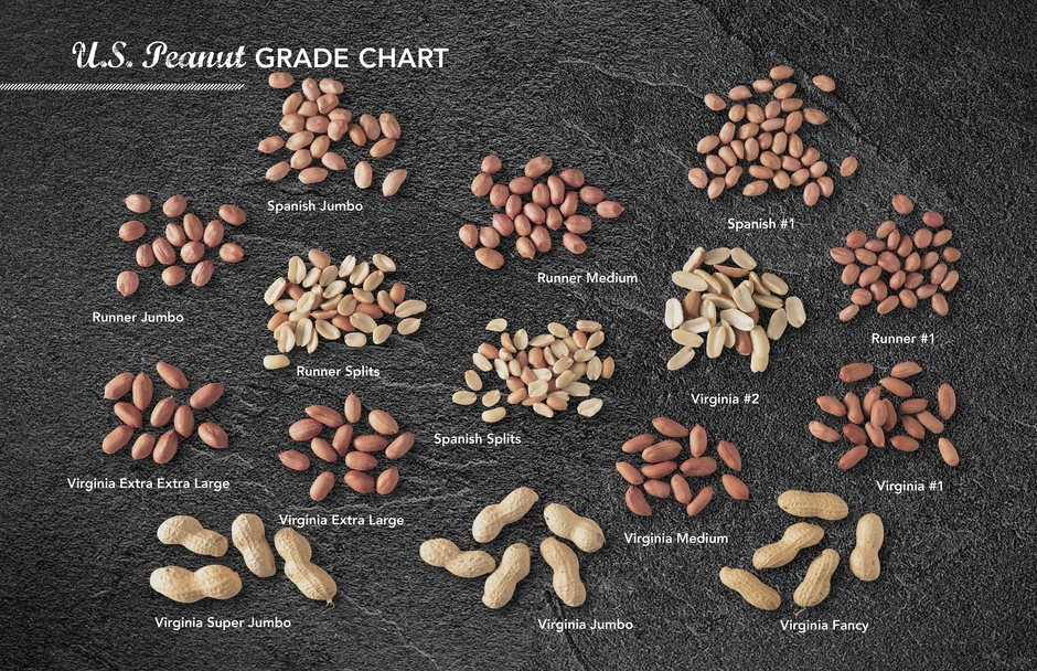 バラエティ豊かな4タイプ:ランナー種、バレンシア種、バージニア種、スパニッシュ種。